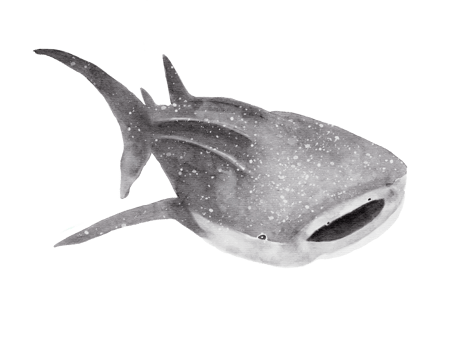 watercolor handdrawn of whale shark posture isolated on background png