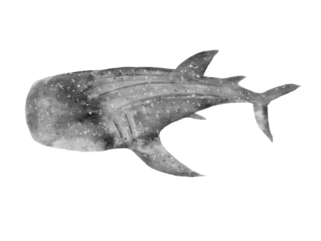 watercolor handdrawn of whale shark posture isolated on background png