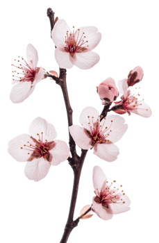 Cherry blossom branch with delicate pink flowers isolated on transparent background png