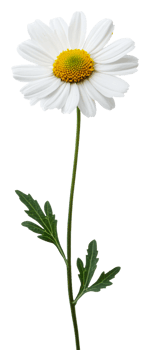 White daisy blooms with green leaves isolated on transparent background png
