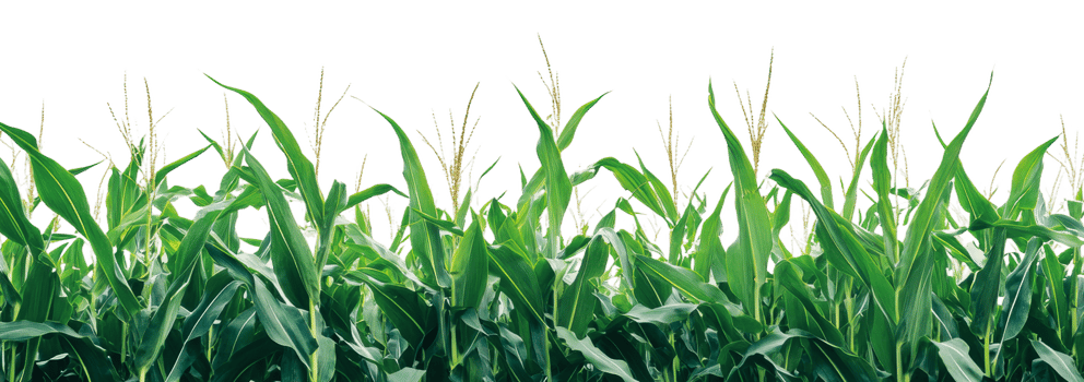 Green cornfield under bright sky during summer isolated on transparent background png