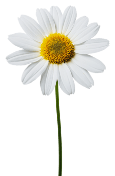 White daisy with yellow center on green stem isolated on transparent background png