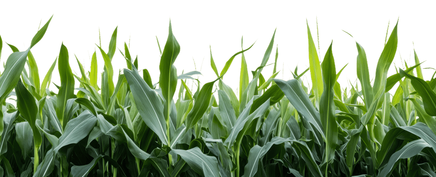 Green cornfield under clear sky isolated on transparent background png