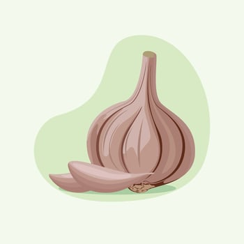 Garlic with garlic clove illustration vector