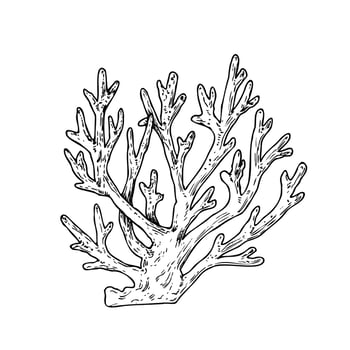 coral. Hand painted line reef sketch. Graphic tropical clip art isolated on background. Underwater illustration. For designers, invitations, decoration, postcards, wrapping paper, scrapbooking vector