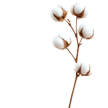 A close-up view of a natural cotton plant stem with fluffy white cotton bolls png