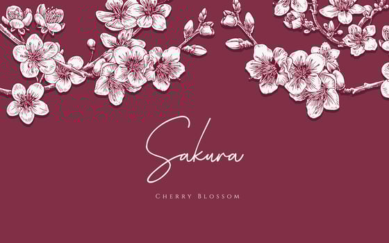 realistic illustration pink cherry blossom sakura flower vector