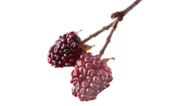 Two ripe red berries are on a branch png