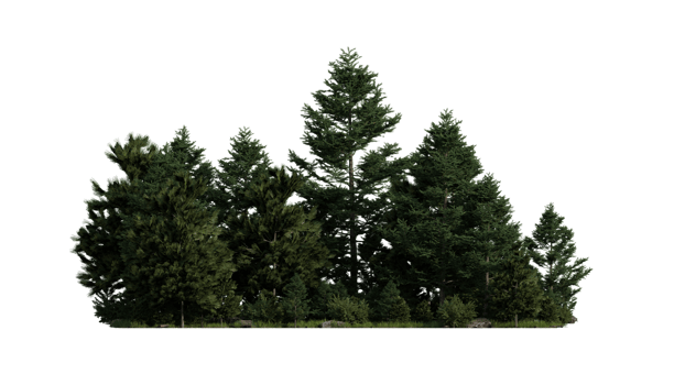 forest various tree, grass and plant, flat ground, isolated transparent background png