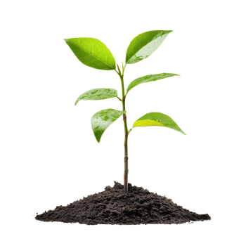 Young green plant emerging from dark soil indoors isolated transparent png