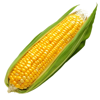 Freshly harvested corn on the cob with husk isolated transparent png
