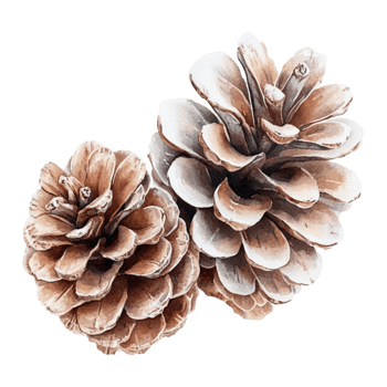 Watercolor Pine Cones Illustration on Transparent Background. png