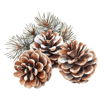 Watercolor Pine Cones on Snow-Covered Branch Transparent Background. png