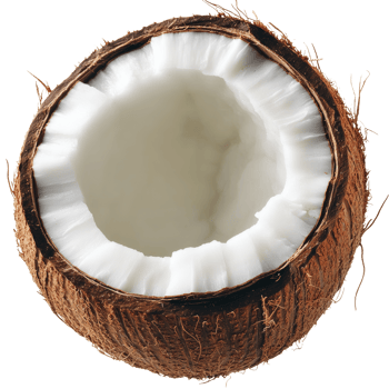 Coconut half showing fresh white meat and texture isolated transparent png