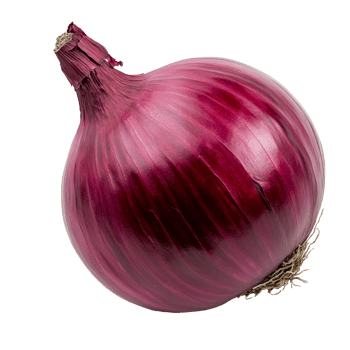 Fresh red onion isolated on a white background isolated transparent png