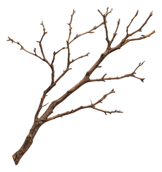 Dry tree branch with twigs and no leaves displayed png