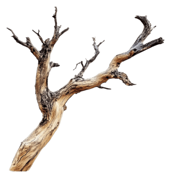 Unique twisted tree branch on white background png