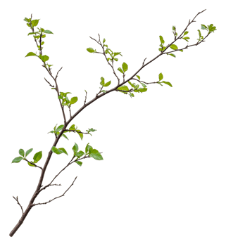 Spring branch with fresh green leaves png