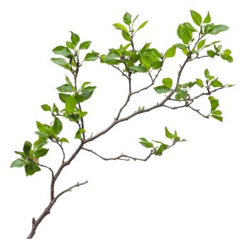 Green leafy branch with multiple twigs and stems png