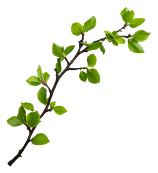 Green branch with leaves on white background png