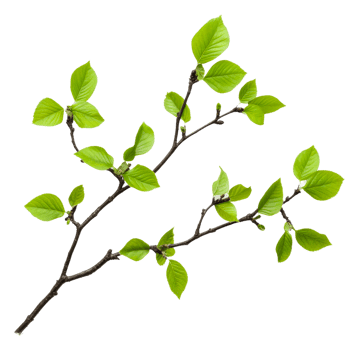 Fresh green leaves on a branch in spring png