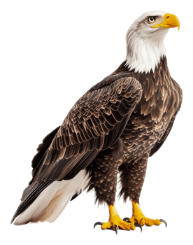 Majestic bald eagle perched gracefully on a rock, cut out - stock . png