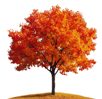 Vibrant orange and red autumn tree on a hill, cut out - stock . png