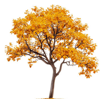 Bright orange autumn tree in a sunny landscape, cut out - stock . png