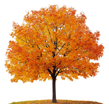 Vibrant autumn maple tree in full color display, cut out - stock . png