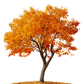 Vibrant autumn tree with bright orange leaves, cut out - stock . png
