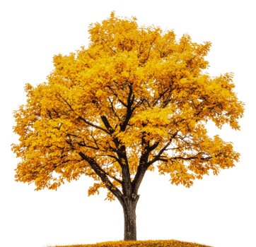 Bright yellow autumn tree standing alone on hill, cut out - stock . png