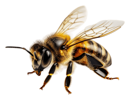 Close-up of a honeybee on a white background, cut out - stock . png