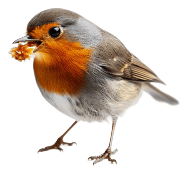 A robin perched while holding food in its beak, cut out - stock . png