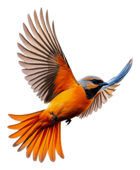 Vibrant bird mid-flight with colors, cut out - stock . png
