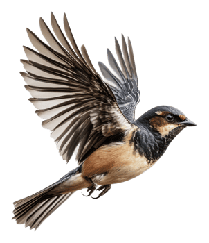 A solitary bird in flight against a white backdrop, cut out - stock . png