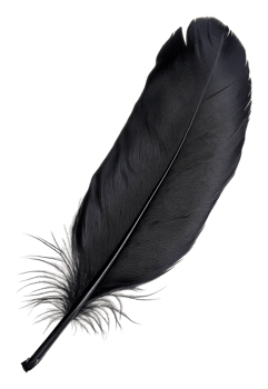 Black feather resting on a white background, cut out - stock . png