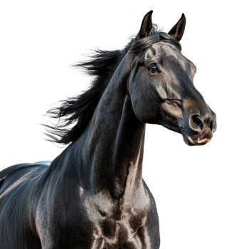 Black horse galloping in clear sky, cut out - stock . png