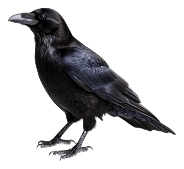 A raven stands proudly on a white background, cut out - stock . png