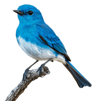 Vibrant blue bird perched on a branch in nature, cut out - stock . png