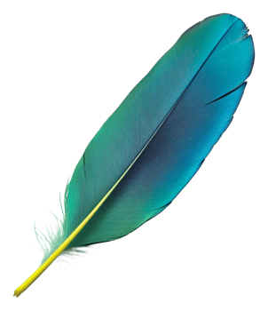 Beautiful turquoise feather resting on a surface, cut out - stock . png