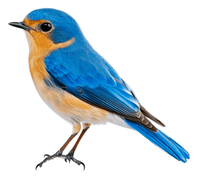 Blue bird perched gracefully on a branch, cut out - stock . png