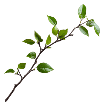 Fresh green branch with detailed bark, cut out - stock . png