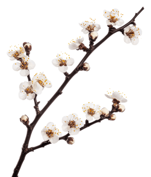 Blossoming branch with white flowers in springtime, cut out - stock . png