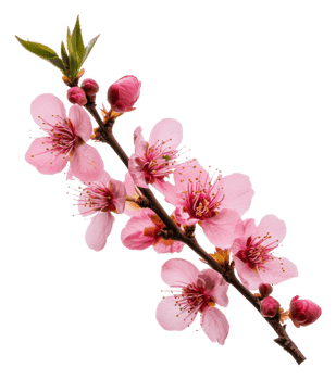 Pink cherry blossom branch in springtime bloom, cut out - stock . png