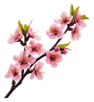Spring cherry blossoms in bloom, cut out - stock . png