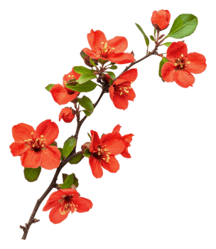 Orange blossoms with green leaves, cut out - stock . png