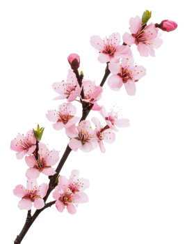 Cherry blossom branch with delicate pink flowers, cut out - stock . png