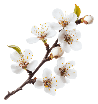 Beautiful white blossoms on a branch in springtime, cut out - stock . png