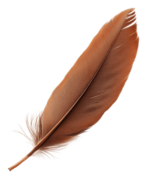 Large brown feather isolated on a white background, cut out - stock . png