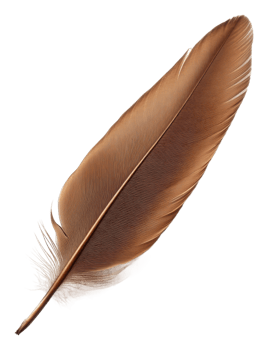 Brown feather resting on a white background, cut out - stock . png